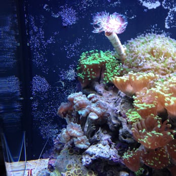 Oceans Aquarium Design - 24 gallon JBJ Nano Tank - Aquarium Services Near Me - Signal Hill, California
