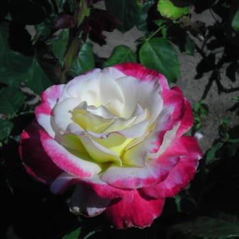 Almaden Winery Park - I love Double Delight - Parks Near Me - San Jose, California