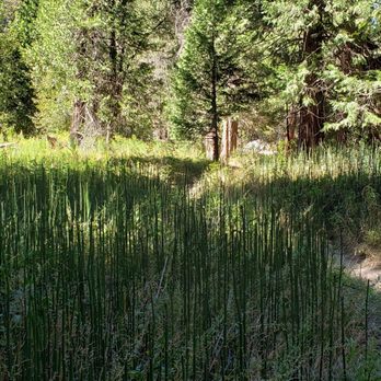 Zumwalt Meadow - Tiger tails - Hiking Near Me - Three Rivers, California Zumwalt Meadow - Tiger tails - Hiking Near Me - Three Rivers, California
