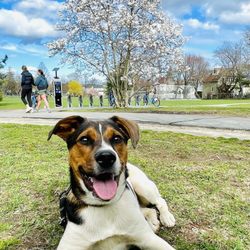 Magnolia Park - Beautiful day