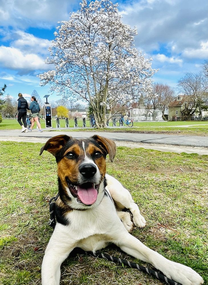 Magnolia Park Image