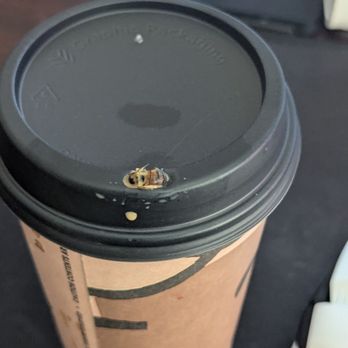 Black Rock Coffee Bar - Spit this back out.  Pricked my tongue on the stinger. Dont think I got much venom. Just a little bit stingy and then numb. - Coffee & Tea Near Me - Vista, California