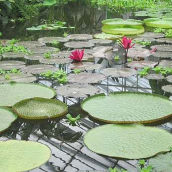 Royal Botanic Garden Edinburgh - Botanical Gardens Near Me - Edinburgh, EDH Royal Botanic Garden Edinburgh - Botanical Gardens Near Me - Edinburgh, EDH