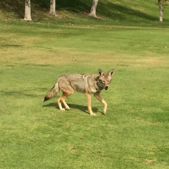 DeBell Golf Course - Coyote didn't seemed scared, was more curious than frightened. - Golf Near Me - Burbank, California DeBell Golf Course - Coyote didn't seemed scared, was more curious than frightened. - Golf Near Me - Burbank, California