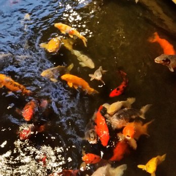 Pagoda Floating Restaurant - Just some of the fish... - Hawaiian Near Me - Honolulu, Hawaii