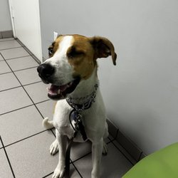 Mayfair Animal Clinic