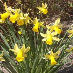 Frühlingserwachen