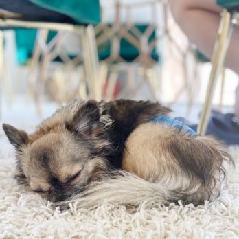 The Pampered Pet - Before 3 - Pet Groomers Near Me - Palm Desert, California The Pampered Pet - Before 3 - Pet Groomers Near Me - Palm Desert, California