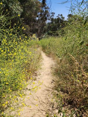 Elysian Park Trail by null