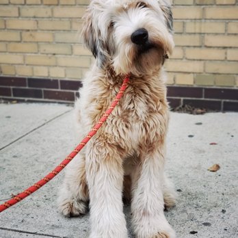 Alvarez - Beorne (Wheaten terrier) - Dog Walkers Near Me - Queens, New York