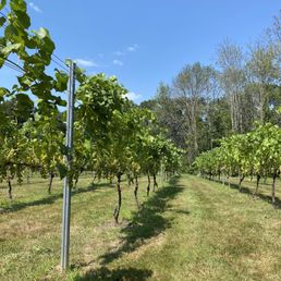 Vineyard