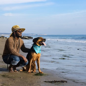QYS Dog Training - Pet Training Near Me QYS Dog Training - Pet Training Near Me