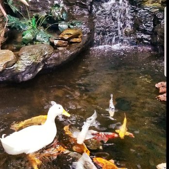 Country Critters - The sound of the waterfall is very soothing... Duck looks very happy - Pet Stores Near Me - Patchogue, New York