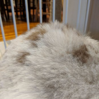 Taj Mapaw Dog Spa - Uneven buzzcut! - Pet Groomers Near Me - Placentia, California Taj Mapaw Dog Spa - Uneven buzzcut! - Pet Groomers Near Me - Placentia, California