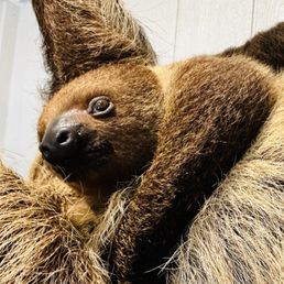 Baby sloth! Baby sloth!