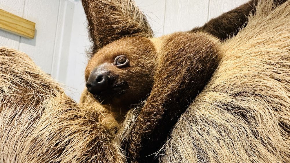 Social spots from Amazing Animals