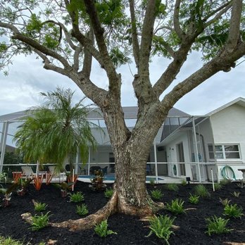 Native Care Landscape Design - a large tree in front of a house - Landscaping Near Me Native Care Landscape Design - a large tree in front of a house - Landscaping Near Me