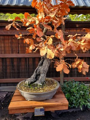 Bonsai Garden by null
