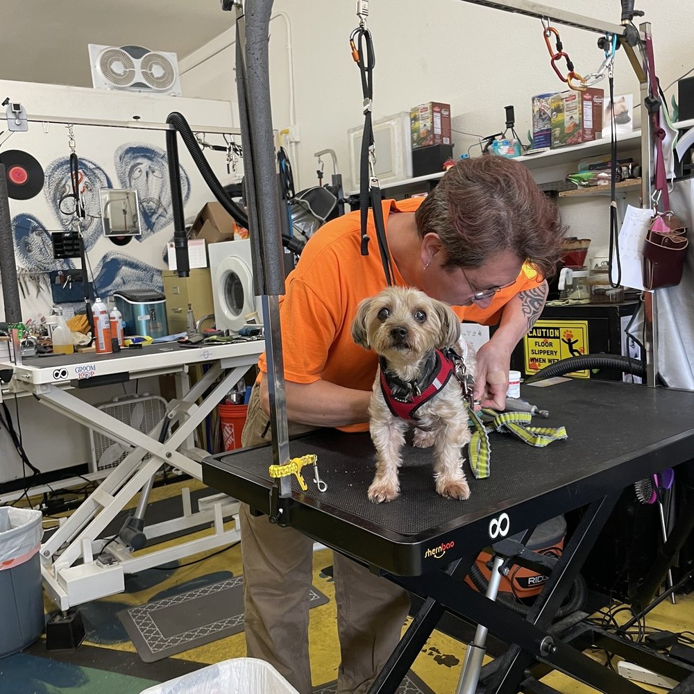Grooming By V - Pet Groomers Near Me - Alhambra, California Grooming By V - Pet Groomers Near Me - Alhambra, California