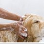 Photo of Jasmine Veterinary Hospital