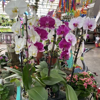 Camelot Gardens  - HUGE orchids! Oh my goodness! - Nurseries & Gardening Near Me - Montrose, Colorado