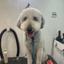 Aussiedoodle after haircut Aussiedoodle after haircut