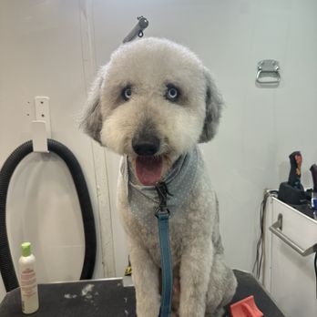 Classy K-9 Mobile Grooming - Aussiedoodle after haircut - Pet Groomers Near Me Classy K-9 Mobile Grooming - Aussiedoodle after haircut - Pet Groomers Near Me