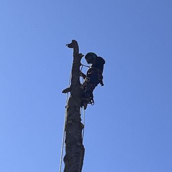 Modern Tree Solutions - Tree Services Near Me Modern Tree Solutions - Tree Services Near Me