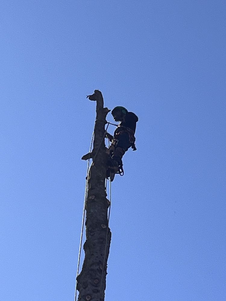 Modern Tree Solutions - tree service in Seattle, WA