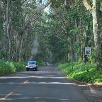 Maluhia Road Tree Tunnel - Landmarks & Historical Buildings Near Me Maluhia Road Tree Tunnel - Landmarks & Historical Buildings Near Me