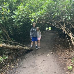 Beautiful hiking path through rhododendrons Beautiful hiking path through rhododendrons