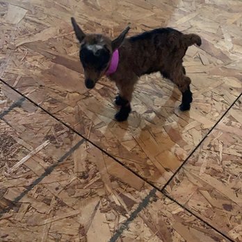 Goat Milk Stuff - Goat - Cosmetics & Beauty Supply Near Me - Scottsburg, Indiana Goat Milk Stuff - Goat - Cosmetics & Beauty Supply Near Me - Scottsburg, Indiana