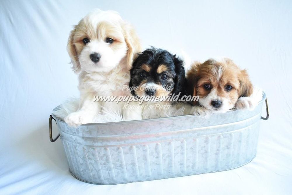 PUPS GONE WILD Updated September 2024 Request Information Boyden