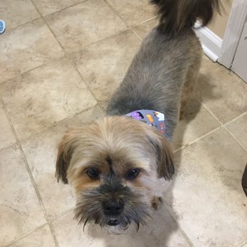Marys Bubbles and Clips - Fresh cut and always delivered with the cutest seasonal bandanas. - Pet Groomers Near Me Marys Bubbles and Clips - Fresh cut and always delivered with the cutest seasonal bandanas. - Pet Groomers Near Me
