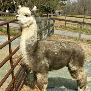 Alpaca Lane Criations - Getting up close and personal with these beautiful creatures! - Petting Zoos Near Me - Upper Marlboro, Maryland
