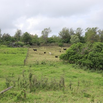 4D Quarter Horses - Field with cows - Horseback Riding Near Me - Kailua-Kona, Hawaii