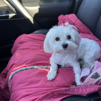 Pawtero - Pet Groomers Near Me - New Haven, Connecticut