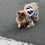 Photo of Renton Highlands Pet Clinic
