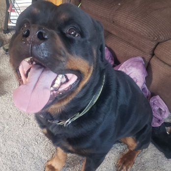River City Rottweilers - I got my boy from them about 6 years ago. He is beautiful, has a great disposition and has been extremely healthy. - Pet Breeders Near Me