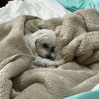 Rising Sun Animal Care - Coco after hospitalization, lethargic, difficulty breathing and shaking uncontrollably. - Veterinarians Near Me - Denver, Colorado Rising Sun Animal Care - Coco after hospitalization, lethargic, difficulty breathing and shaking uncontrollably. - Veterinarians Near Me - Denver, Colorado