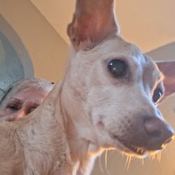 Kolehmainen Veterinary Clinic - Joseph Roscoe aka Joey Bambi biological brother 9 months between, but he turned out full size chi