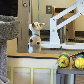 Petco - Pet Training Near Me - Buena Park, California
