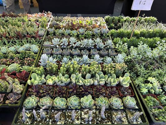 Temecula Farmer’s Market by null
