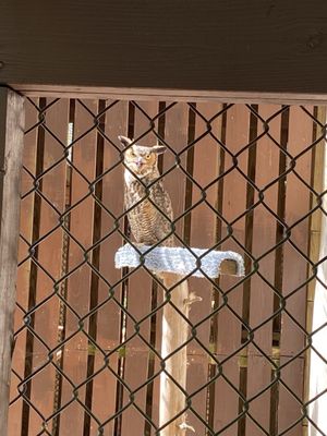 Carolina Raptor Center by null