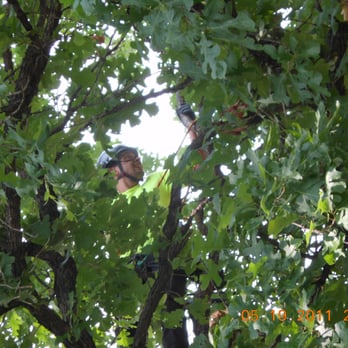 Preservation Tree Services - Tree Services Near Me - Dallas, Texas Preservation Tree Services - Tree Services Near Me - Dallas, Texas