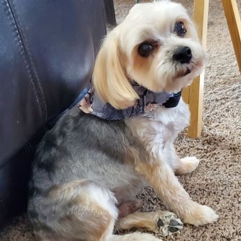 Yuppie Puppies - You look mah-velous!!! - Pet Stores Near Me - Corona, California
