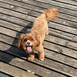 Amber's Goochie Poochie - Post haircut smile