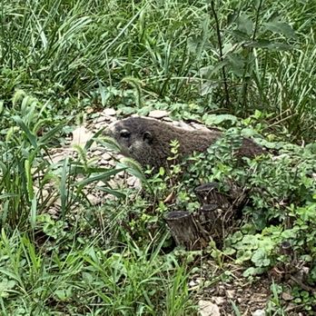 Patoka Lake - Groundhog hogging the ground. - Lakes Near Me - Birdseye, Indiana