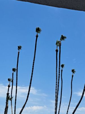 Tony Gomez Tree Service on Yelp