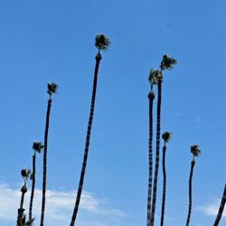 Tony Gomez Tree Service - Great Service.